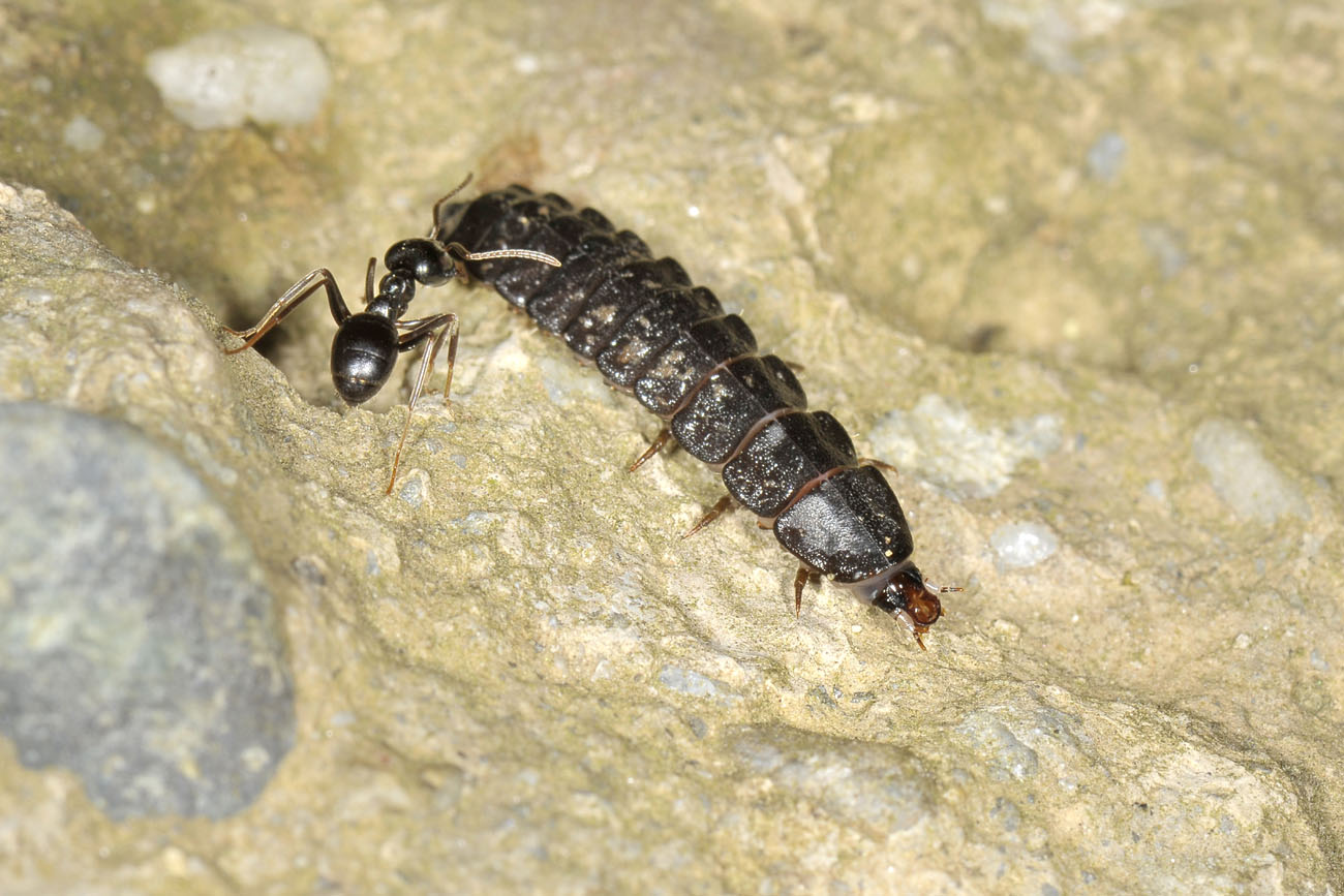 Lampyridae: larva di Luciola sp.